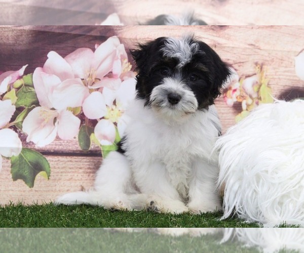 Medium Photo #2 Havanese Puppy For Sale in MARIETTA, GA, USA