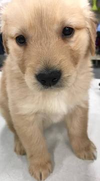 Medium Photo #1 Golden Retriever Puppy For Sale in KOKOMO, IN, USA