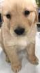 Small Photo #1 Golden Retriever Puppy For Sale in KOKOMO, IN, USA