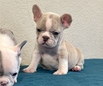 Small Photo #7 French Bulldog Puppy For Sale in MEMPHIS, TN, USA