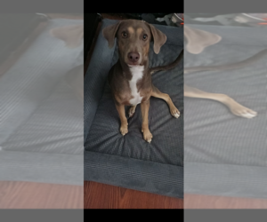 Weimaraner Dog for Adoption in SAN ANTONIO, Texas USA