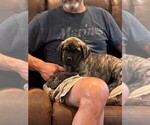 Small #3 Cane Corso