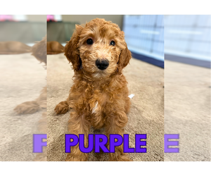 Goldendoodle Puppy for sale in WHITE PLAINS, MD, USA