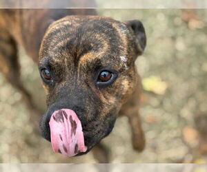 Boxer Dogs for adoption in Tulsa, OK, USA