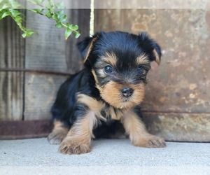 Yorkshire Terrier Puppy for sale in MANES, MO, USA