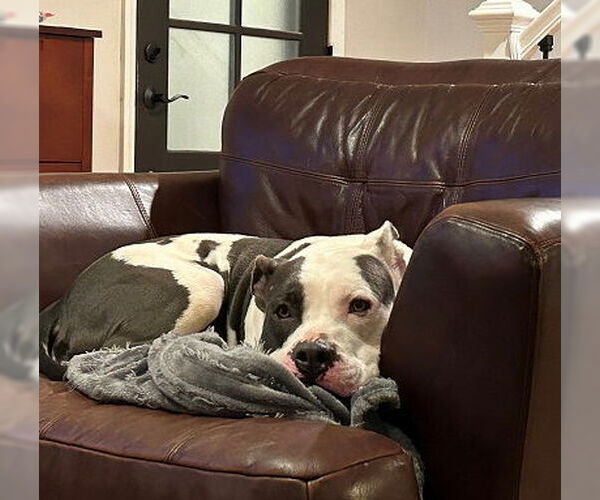 Medium Photo #16 Staffordshire Bull Terrier Puppy For Sale in Garner, NC, USA