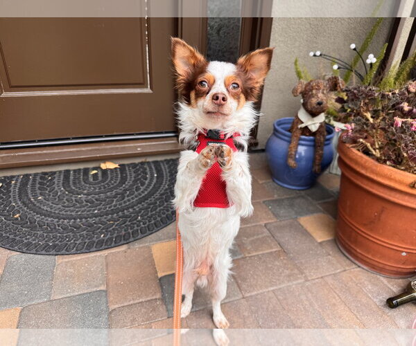 Medium Photo #2 Chion Puppy For Sale in Santa Clara, CA, USA