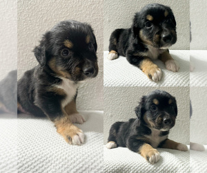 Miniature Australian Shepherd Puppy for sale in BROOKER, FL, USA