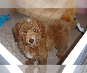 Father of the Poodle (Standard) puppies born on 11/29/2024