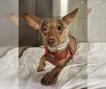 Small Chihuahua Mix