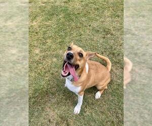 Labrador Retriever-Unknown Mix Dogs for adoption in Temple, TX, USA