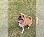 ANGEL - Female Labrador Retriever-Unknown Mix Dog for Adoption - Small photo