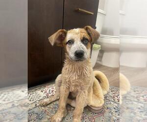 Mutt Dogs for adoption in San Antonio, TX, USA