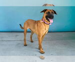 Small #1 Mutt