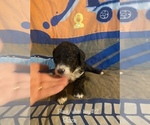 Small Photo #4 Poodle (Standard) Puppy For Sale in HOMER, IL, USA