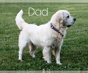 Father of the English Cream Golden Retriever puppies born on 04/19/2021