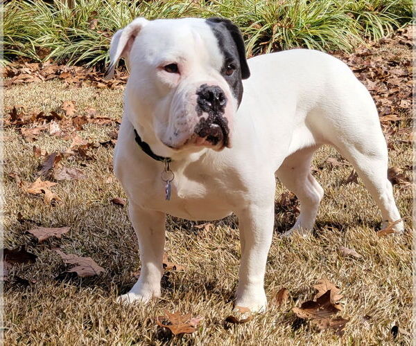 Medium Photo #2 American Bulldog Puppy For Sale in Atlanta, GA, USA