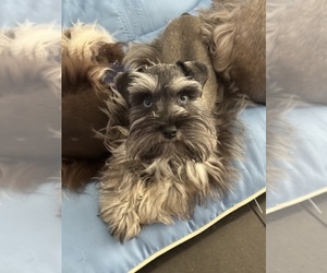 Mother of the Schnauzer (Miniature) puppies born on 08/09/2025