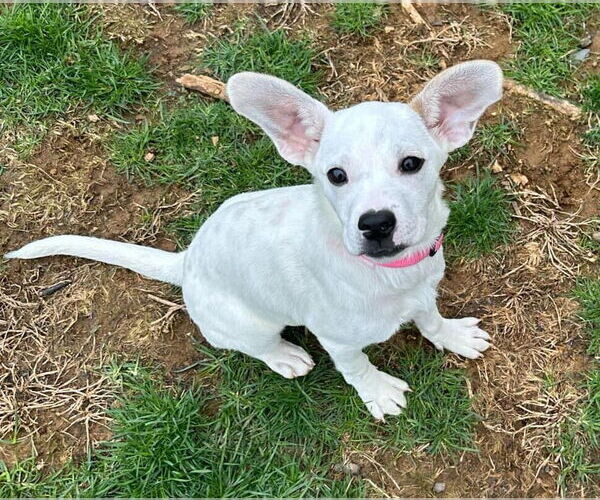 Medium Photo #13 American Pit Bull Terrier-Unknown Mix Puppy For Sale in New York, NY, USA