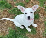 Small #12 American Pit Bull Terrier Mix