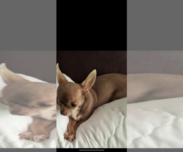 Medium Photo #1 Chiweenie Puppy For Sale in HOUSTON, TX, USA