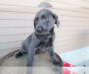 Labrador Retriever Puppy for sale in TOLEDO, OH, USA