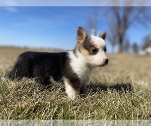 Pembroke Welsh Corgi Puppy for sale in ARTHUR, IL, USA
