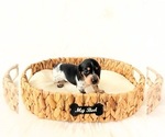 Small #1 Dachshund