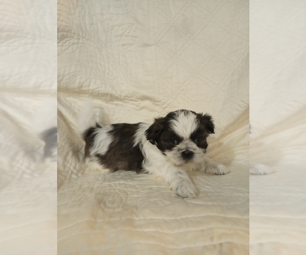 Medium Photo #7 Shih Tzu Puppy For Sale in ALLENSVILLE, KY, USA