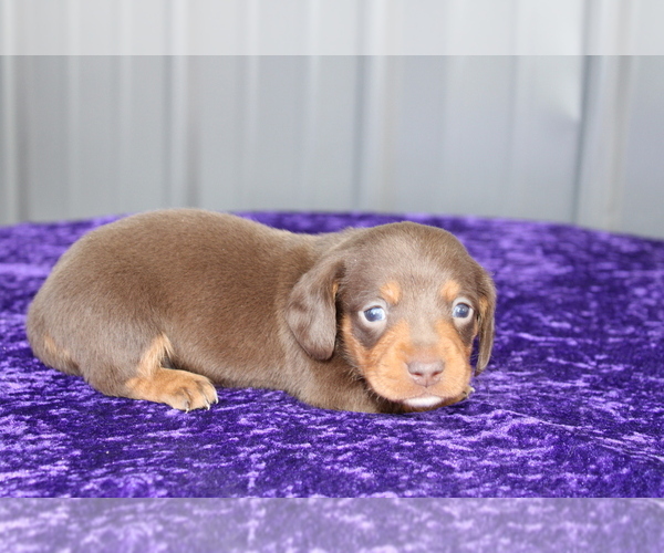 Medium Photo #6 Dachshund Puppy For Sale in BLOOMINGTON, IN, USA