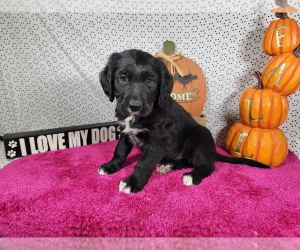 Medium Photo #8 Golden Mountain Dog Puppy For Sale in BLACK FOREST, CO, USA