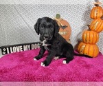 Small #7 Golden Mountain Dog