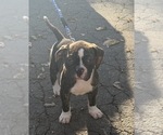 Small Photo #6 American Bulldog Puppy For Sale in HUDSON, NY, USA