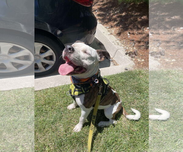 Medium Photo #3 American Pit Bull Terrier-Unknown Mix Puppy For Sale in Derwood, MD, USA