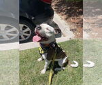 Small #2 American Pit Bull Terrier Mix