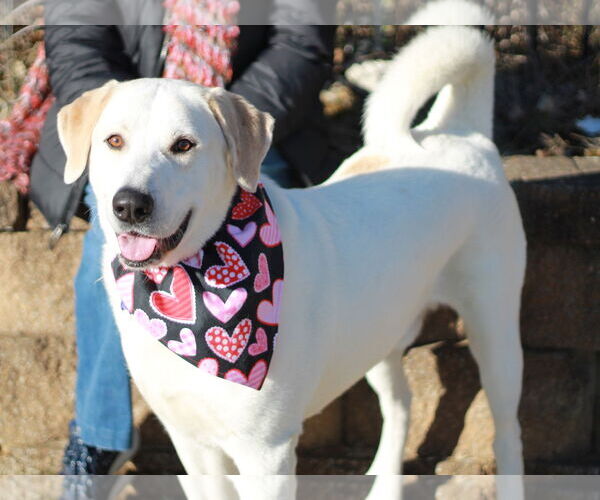 Medium Photo #2 Labrenees Puppy For Sale in Cookeville, TN, USA