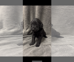 Small #2 Labradoodle