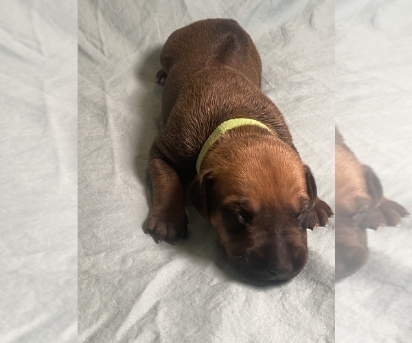 Medium Photo #6 Rhodesian Ridgeback Puppy For Sale in KELLER, TX, USA