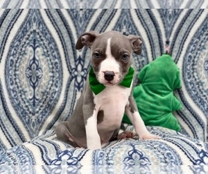American Staffordshire Terrier Puppy for sale in LAKELAND, FL, USA