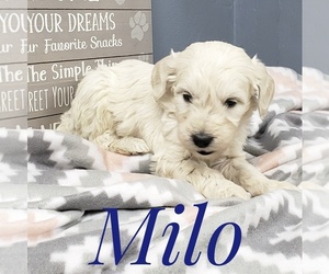 Goldendoodle Puppy for sale in CEDAR GAP, MO, USA