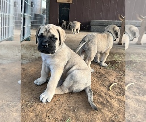 Mastiff Puppy for sale in PEARSALL, TX, USA