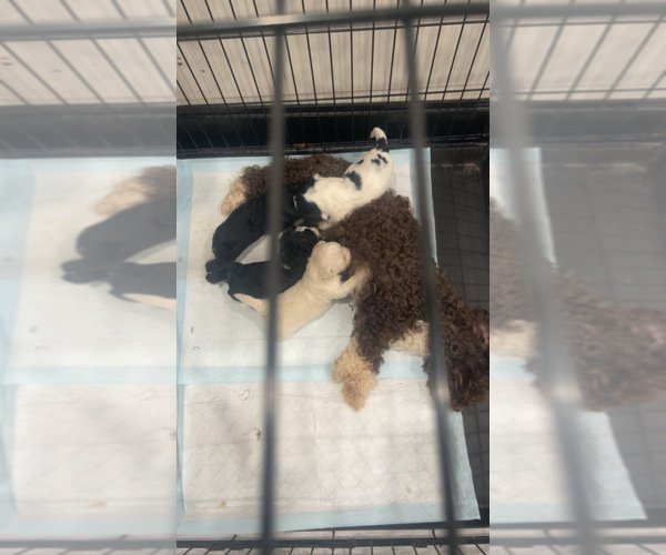 Medium Photo #1 Maltipoo Puppy For Sale in ATLANTA, GA, USA