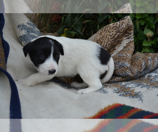 Medium Photo #5 Border Collie Puppy For Sale in GREENWOOD, WI, USA