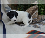 Small #3 Border Collie
