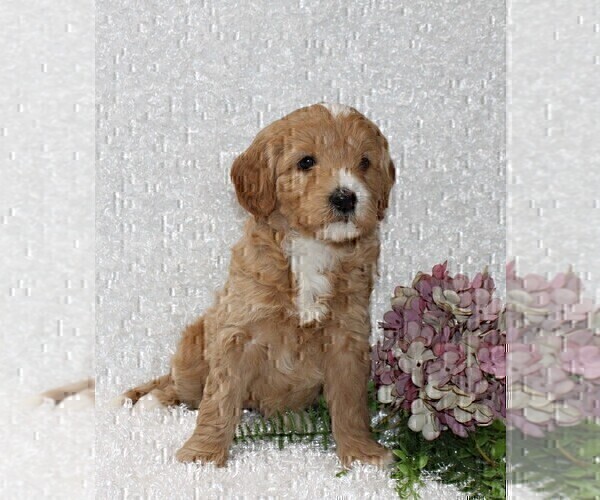 Medium Photo #2 Goldendoodle (Miniature) Puppy For Sale in STANLEY, WI, USA