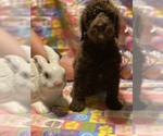 Small Photo #2 Labradoodle Puppy For Sale in COWARD, SC, USA
