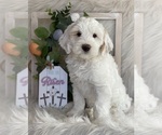 Small Photo #19 Australian Labradoodle Puppy For Sale in WASHINGTON, NC, USA
