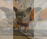 Small Photo #8 French Bulldog Puppy For Sale in FAIRFIELD, CA, USA