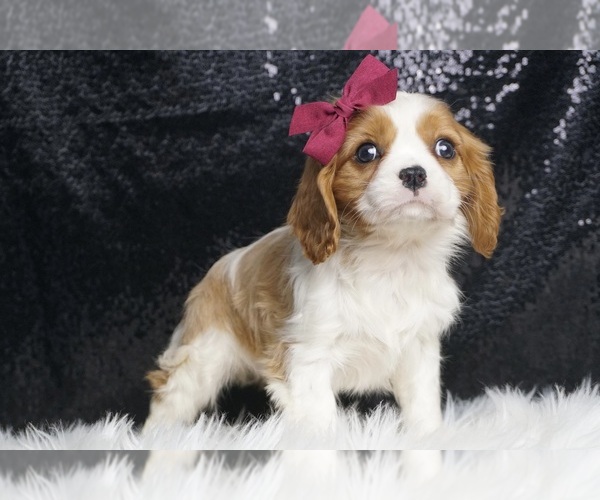 Medium Photo #4 Cavalier King Charles Spaniel Puppy For Sale in WARSAW, IN, USA