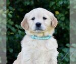 Small #3 Golden Retriever